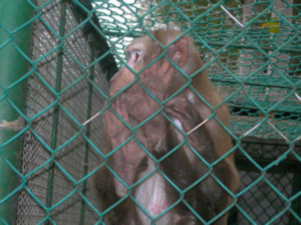 動物園防護柵欄圖片1