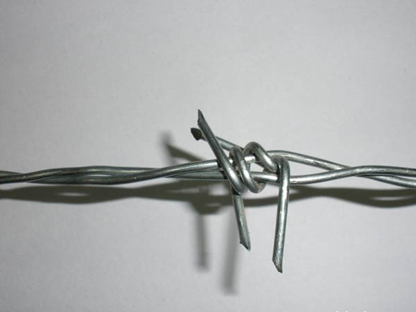 太原鐵蒺藜圖片4